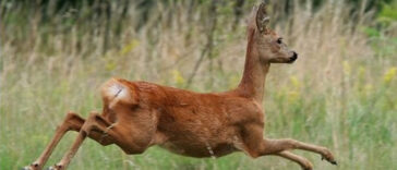 Το ανέκδοτο της ημέρας: Το ζαρκάδι και το… κέρατο