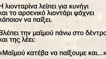 Ανέκδοτο: Η λιονταρίνα λείπει για κυνήγι και το αρσενικό λιοντάρι