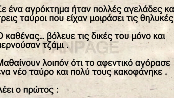 Οι αγελάδες και ο καινούριος ταύρος
