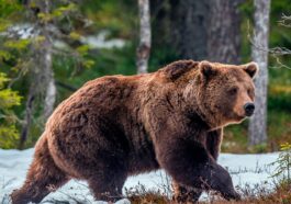 Ανέκδοτο: Δύο τύποι έχουν πάει για κατασκήνωση όταν μια αρκούδα εμφανίζεται μπροστά τους …! Τρελό γέλιο