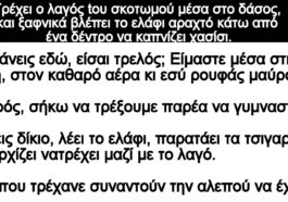 Ανέκδοτο: Τρέχει ο λαγός tου σκοτωμού στο δάσος, ξαφνικά βλέπει το ελάφι αραχτό να καπνίζει χασίσι