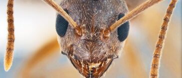 Ασημίνα Φρατζέσκου