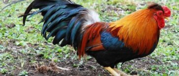 Ανέκδοτο: Δυο φίλοι συζητούν για την Μετενσάρκωση …! Τρελό γέλιο