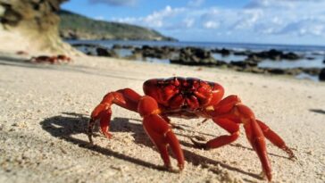 Ανέκδοτο: Στην παραλία … ένα καβουράκι