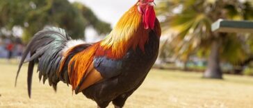 Ανέκδοτο: Ένας ηλικιωμένος,πηγαίνει στην αγορά να ψωνίσει κοτόπουλο …! Τρελό γέλιο