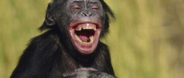 Ανέκδοτο: Ο Μικρός Μαφιόζιος …!Τρελό γέλιο