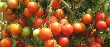 Ανέκδοτο: Ο Γείτονας,η Γειτόνισσα και ο κήπος με τις ντομάτες και τα αγγούρια …!Τρελό γέλιο