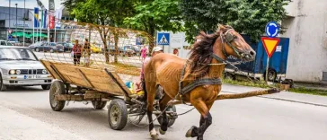 Ανέκδοτο: Ο Κυρ Κώστας και η άμαξα με τα άλογα …! Τρελό γέλιο