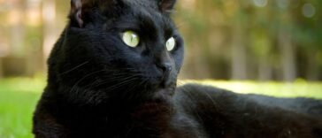 Ανεκδοτάρα με σύζυγο: “Καντεμιά αγάπη μου”