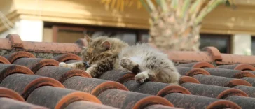 Ανέκδοτο με Μητσάρα: Το επαγγελματικό ταξίδι και ο γάτος