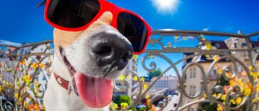 Ανέκδοτο με απίθανο Τοτό: Η άσκηση και η θεωρία