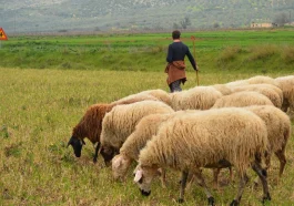 Ανέκδοτο με βοσκό: Άλλος ακούει;