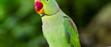 Ανέκδοτο με τσαχπίνα παπαγαλίνα: Το ρεζίλεμα και ο παπάς