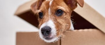 Επικό ανέκδοτο με Μπόμπο: Τα δώρα στη δασκάλα