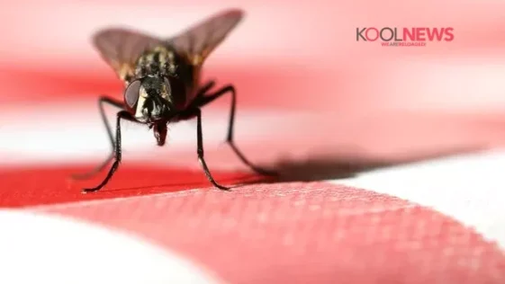 Ανέκδοτο: Οι ψεύτες και οι μύγα …!Τρελό γέλιο