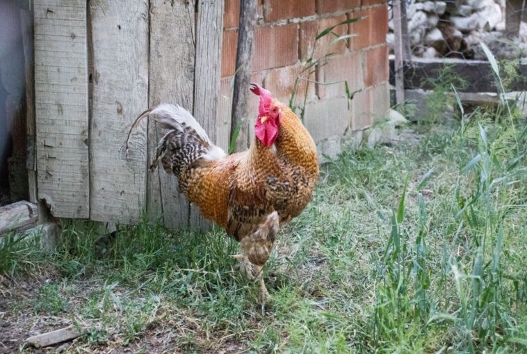 Ο Τοτός σε ανεκδοτάρα που τα σπάει: Οι διακοπές στο χωριό