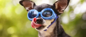 Τοτός σε ατελείωτο τρολάρισμα – Ανέκδοτα